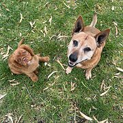 Home Owner wanting sitter in , Western Australia