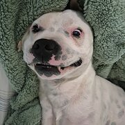 Home Owner wanting sitter in Hobart, Tasmania