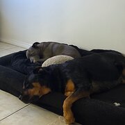 Home Owner wanting sitter in , Queensland