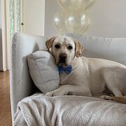 Home Owner wanting sitter in Berwick, Victoria