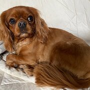 Home Owner wanting sitter in Melbourne, Victoria