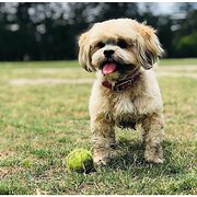 Home Owner wanting sitter in , New South Wales