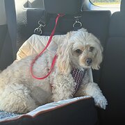 Home Owner wanting sitter in , New South Wales