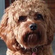 Home Owner wanting sitter in EAST MAITLAND, New South Wales