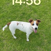 Home Owner wanting sitter in perth, Western Australia