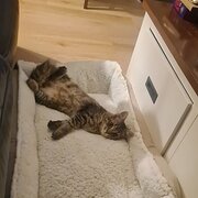 Home Owner wanting sitter in Yeppoon, Queensland