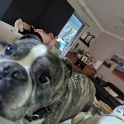 House Sitter - Professional house/pet sitters