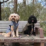 Home Owner wanting sitter in , Victoria