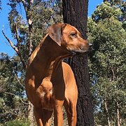 Home Owner wanting sitter in Perth, Western Australia