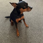 Home Owner wanting sitter in Perth , Western Australia