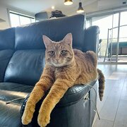 Home Owner wanting sitter in Bunbury, Western Australia