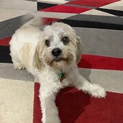 Home Owner wanting sitter in Brisbane , Queensland