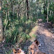 Home Owner wanting sitter in Southport, Queensland