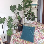 Home Owner wanting sitter in , Queensland