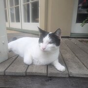 Home Owner wanting sitter in Melbourne , Victoria