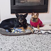 Home Owner wanting sitter in , Western Australia