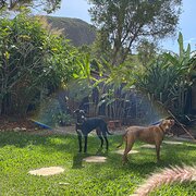 Home Owner wanting sitter in , Queensland