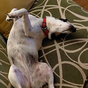 Home Owner wanting sitter in , Queensland