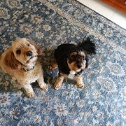 Home Owner wanting sitter in , Queensland