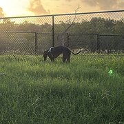 Home Owner wanting sitter in Darwin CBD (few KMs), Northern Territory