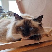 Home Owner wanting sitter in Sydney, New South Wales