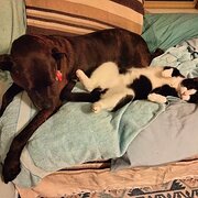 Home Owner wanting sitter in Perth, Western Australia