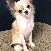 Home Owner wanting sitter in , Queensland