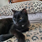 Home Owner wanting sitter in , Queensland