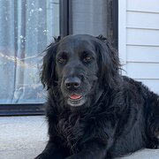 Home Owner wanting sitter in Bendigo, Victoria