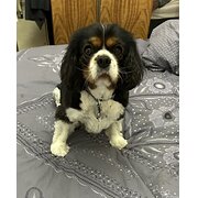 Home Owner wanting sitter in Adelaide, South Australia