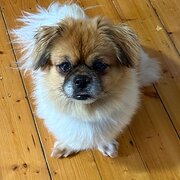 Home Owner wanting sitter in Wollongong, New South Wales