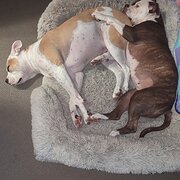 Home Owner wanting sitter in , Queensland