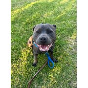 Home Owner wanting sitter in Melbourne , Victoria