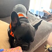 Home Owner wanting sitter in , Victoria