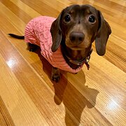 Home Owner wanting sitter in , Victoria