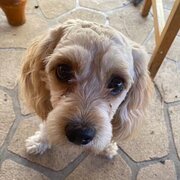 Home Owner wanting sitter in , Queensland