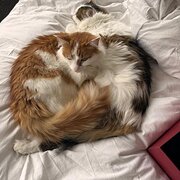 Home Owner wanting sitter in Melbourne city, Victoria