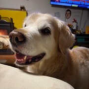 Home Owner wanting sitter in , Victoria