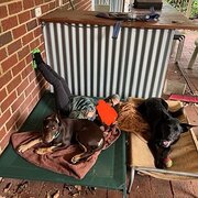 Home Owner wanting sitter in Perth, Western Australia