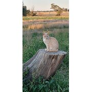 Home Owner wanting sitter in Dubbo, New South Wales