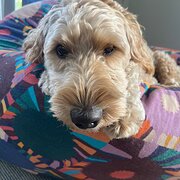 Home Owner wanting sitter in , Queensland