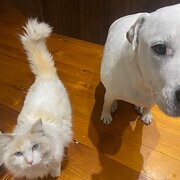 Home Owner wanting sitter in Brisbane, Queensland