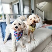 Home Owner wanting sitter in PalmView, Queensland