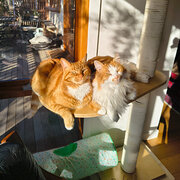 Home Owner wanting sitter in Melbourne, Victoria