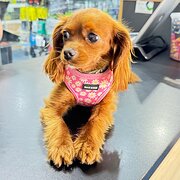 House Sitter - Experienced House Sitter/Animal Lover