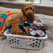 Home Owner wanting sitter in Geelong, Victoria