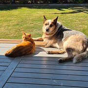 Home Owner wanting sitter in , Queensland