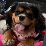 Home Owner wanting sitter in Centenary Heights, Toowoomba, Queensland