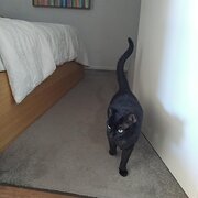 Home Owner wanting sitter in Canberra, Australian Capital Territory