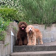 Home Owner wanting sitter in Brisbane, Queensland